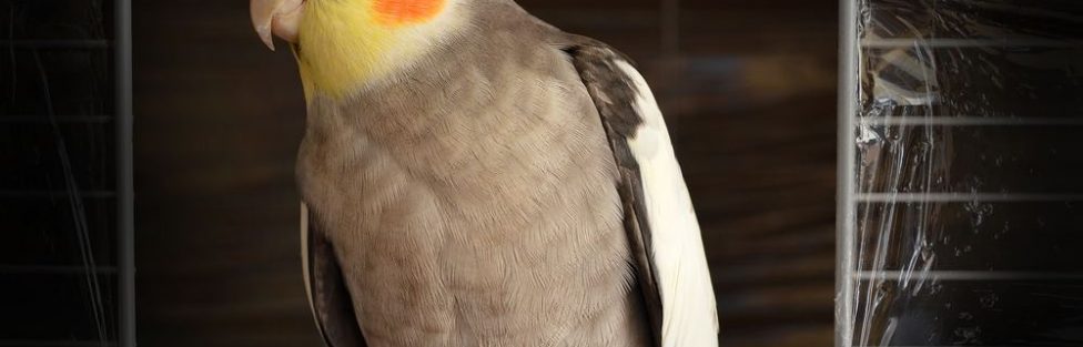 Fågel – ett fantastiskt husdjur